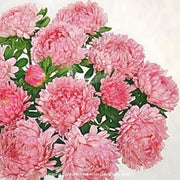 Astra čínská - "Tower", Cream Rose